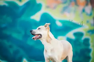 A brown and white dog sitting and looking at the camera