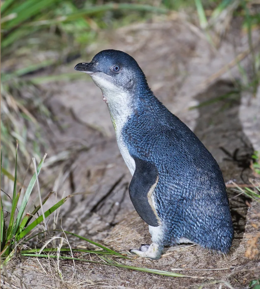 A little blue penguin standing on pale rock