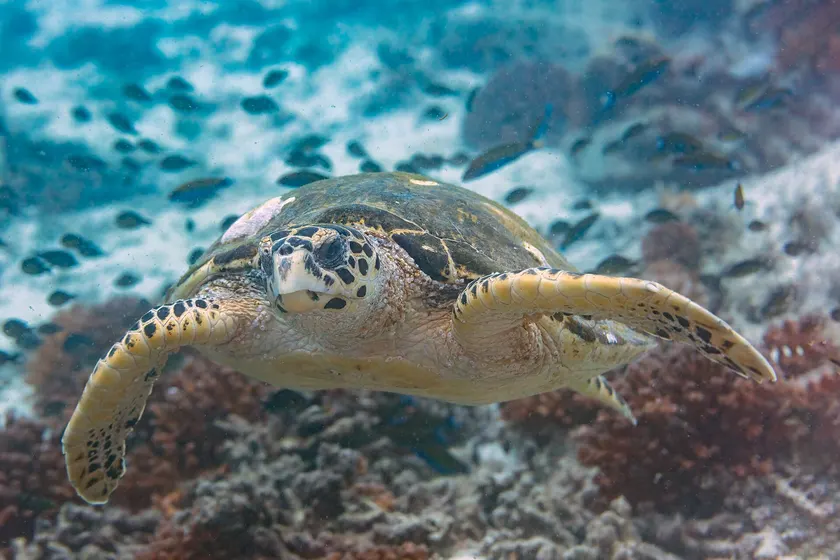 A hawksbill sea turtle swimming above a coral reef