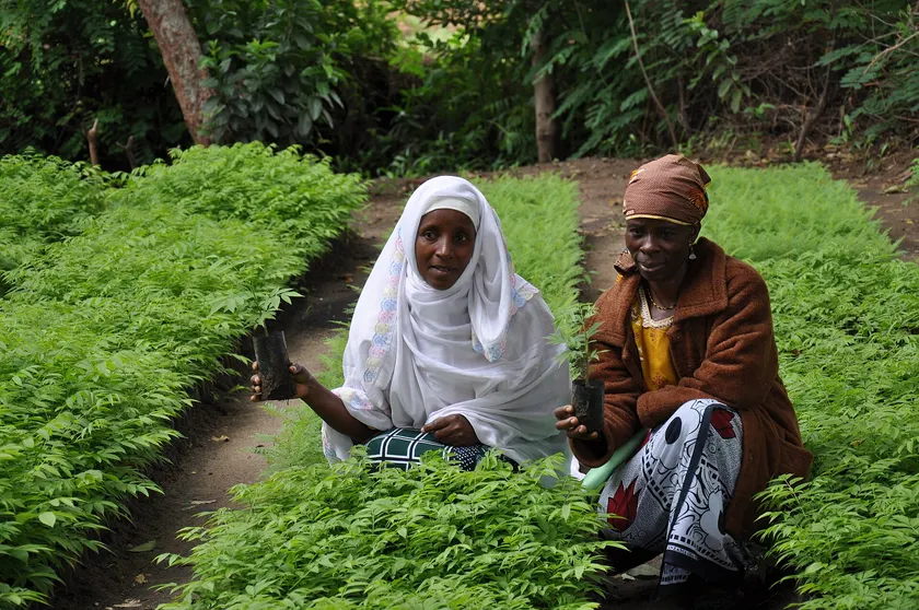 Women carrying trays of tree seedlings for a reforestation project