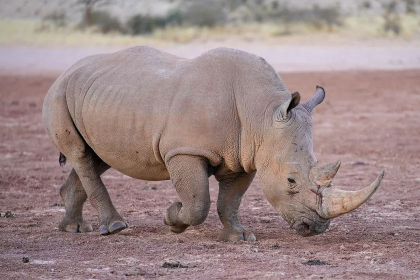 A white rhinoceros walking across short dry grass