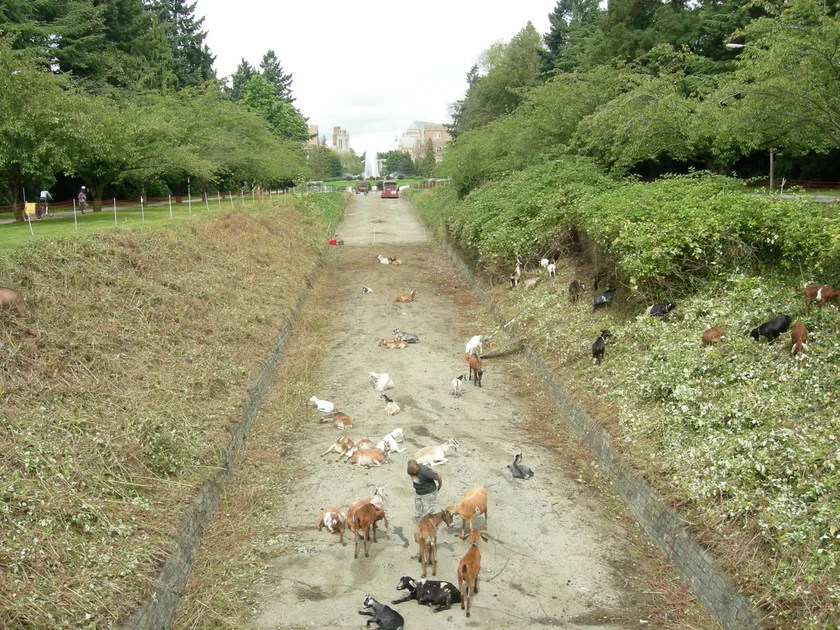 Goats eating thick blackberry brush