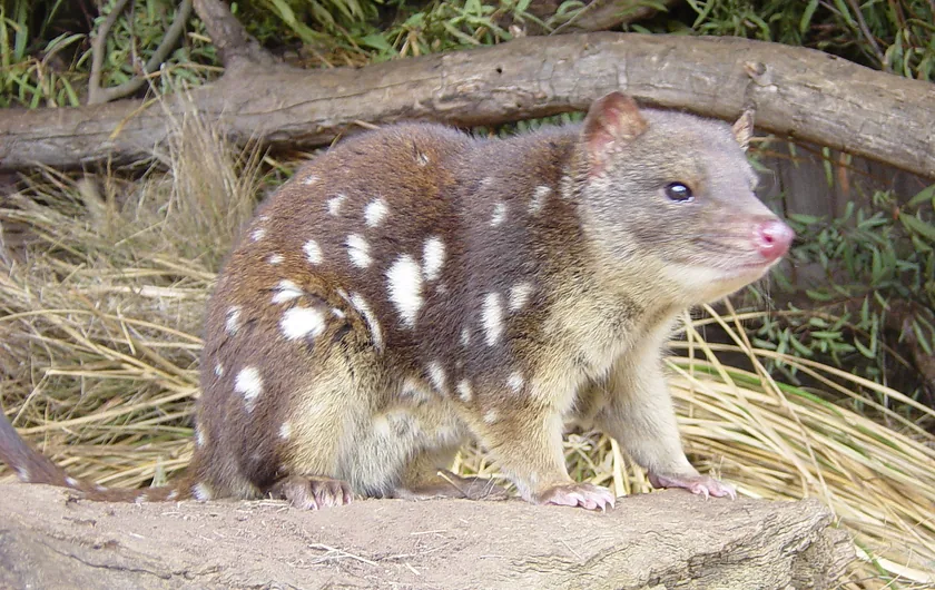 A spotted-tailed quoll standing on a log