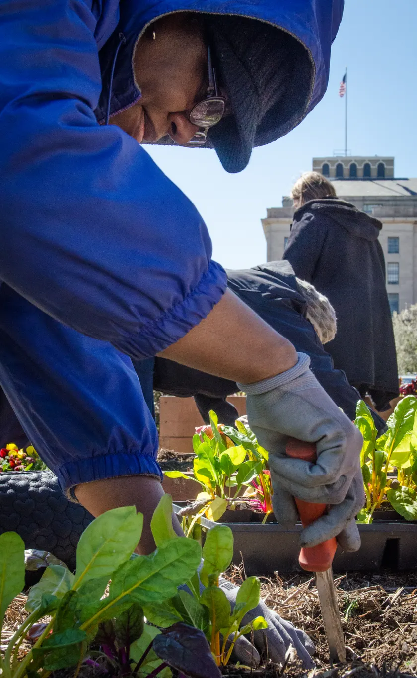Close view of hands pressing a seedling into dark soil among other young plants