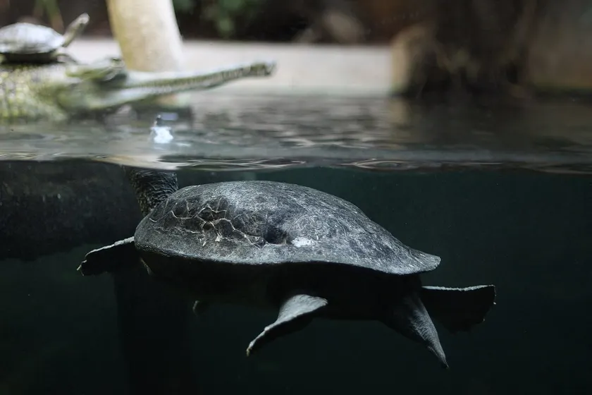 A southern river terrapin resting on a rock in shallow water, head raised
