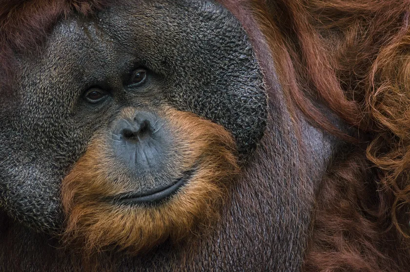 A Bornean orangutan sitting among green leaves and looking toward the camera