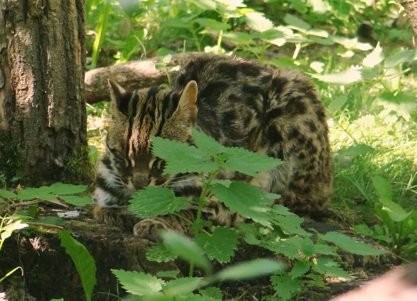 A leopard cat standing on a log and looking toward the camera