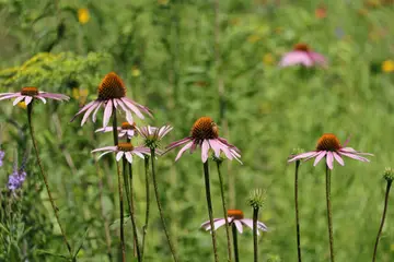 A bee on a purple coneflower in a sunny meadow