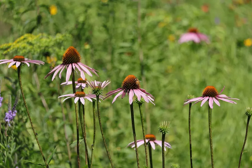 A bee on a purple coneflower in a sunny meadow