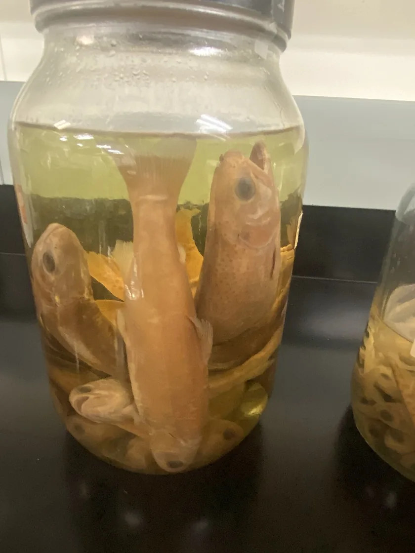A preserved Chinook salmon specimen lying on a light surface