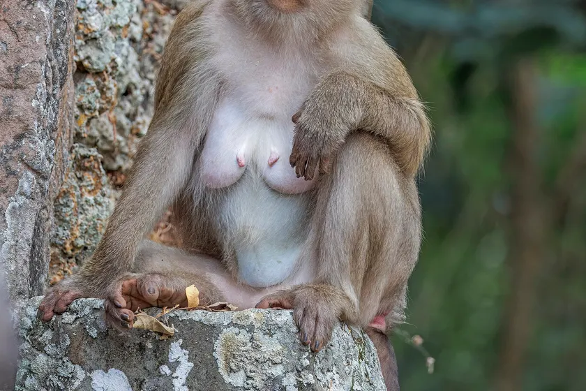 A northern pig-tailed macaque sitting on stone, gray-brown fur and a pinkish face