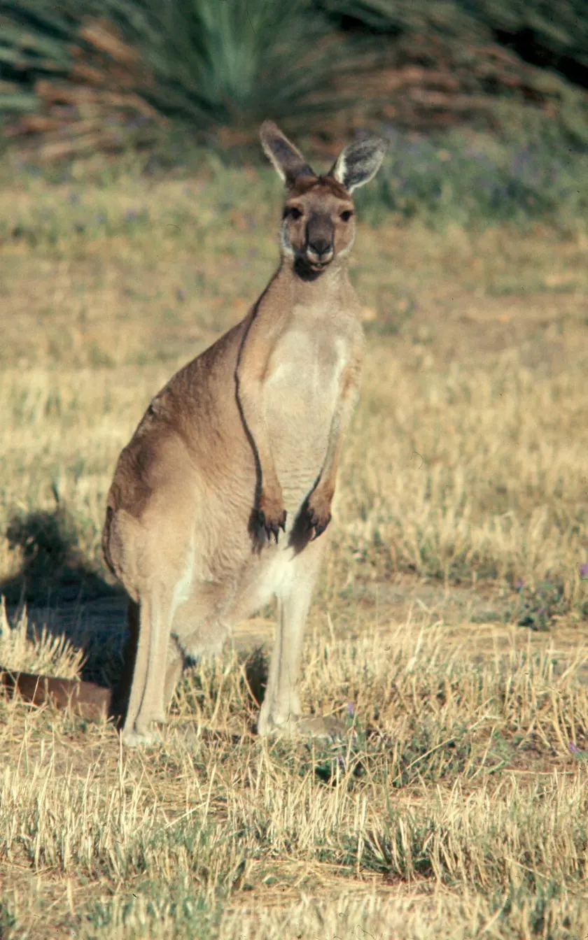 An eastern grey kangaroo standing upright in dry grass and looking toward the camera