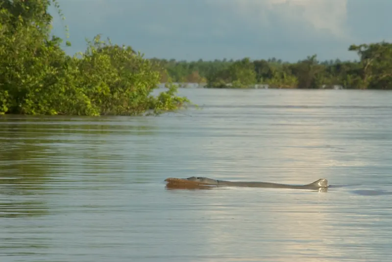 An Irrawaddy dolphin surfacing in green water