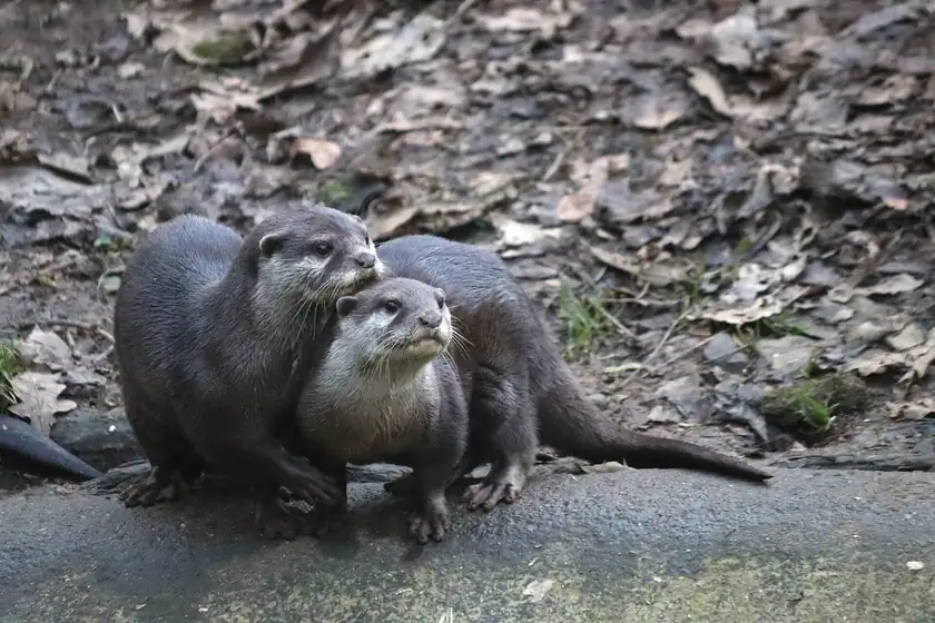Two Asian small-clawed otters sitting together on a rock