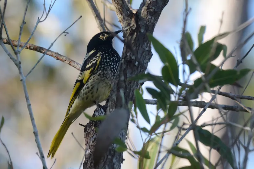 A regent honeyeater with a black head, yellow wing patches, and a speckled breast, perched on a branch