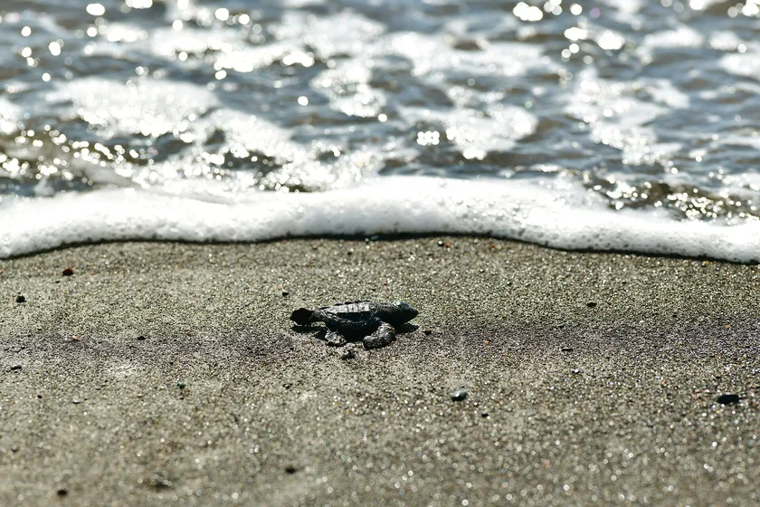 A sea turtle hatchling on wet sand with a line of white surf behind it