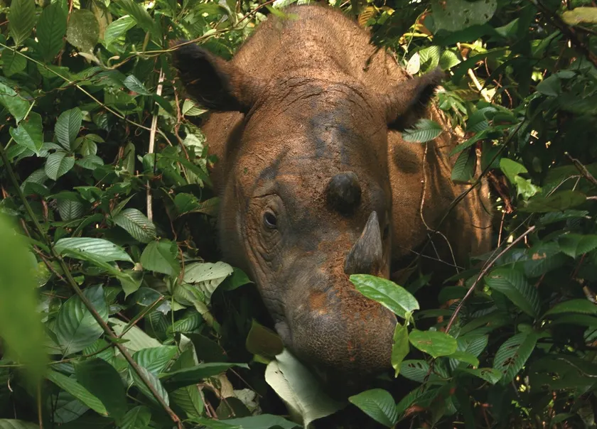 A Sumatran rhinoceros standing in a forest clearing