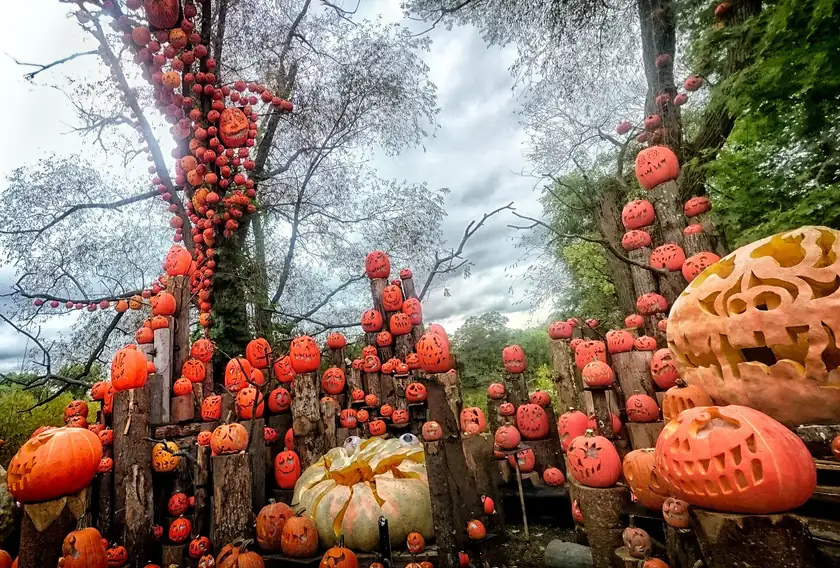 A field of glowing carved jack-o'-lanterns at night