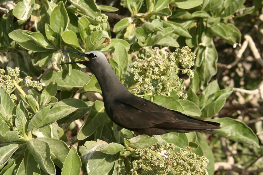 A black noddy perched on a branch
