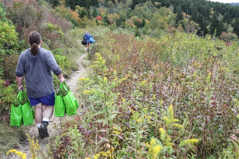 Two volunteers walking away while carrying bags of young trees