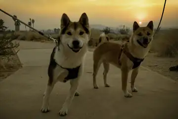 Two dogs on a sandy path, one looking toward the camera
