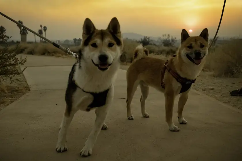 Two dogs on a sandy path, one looking toward the camera