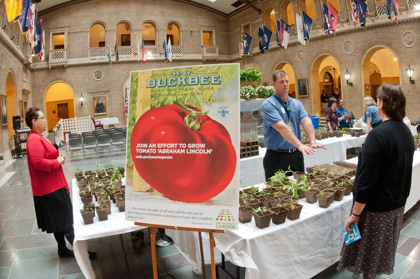 People looking at trays of tomato seedlings