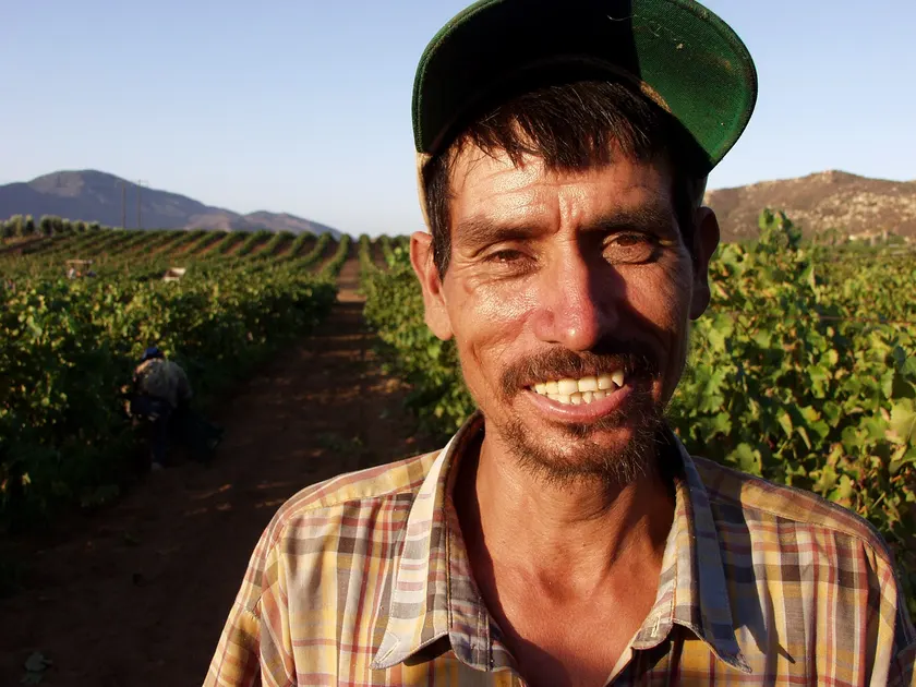 A farmworker reaching into grapevines to harvest a bunch of grapes