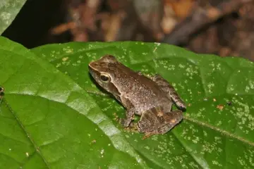 A small brown frog with a pale stripe sitting on a wet green leaf