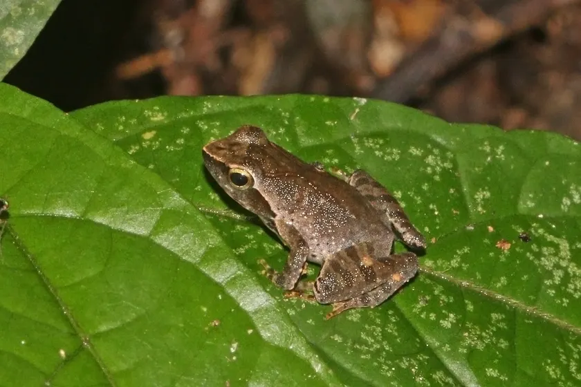 A small brown frog with a pale stripe sitting on a wet green leaf