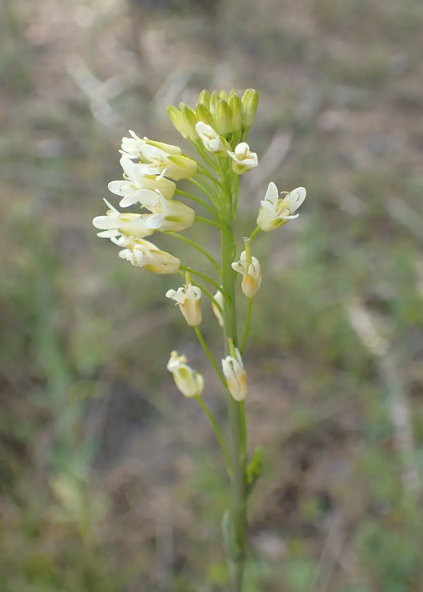 A tall tower mustard plant with clusters of small white flowers against a pale sky