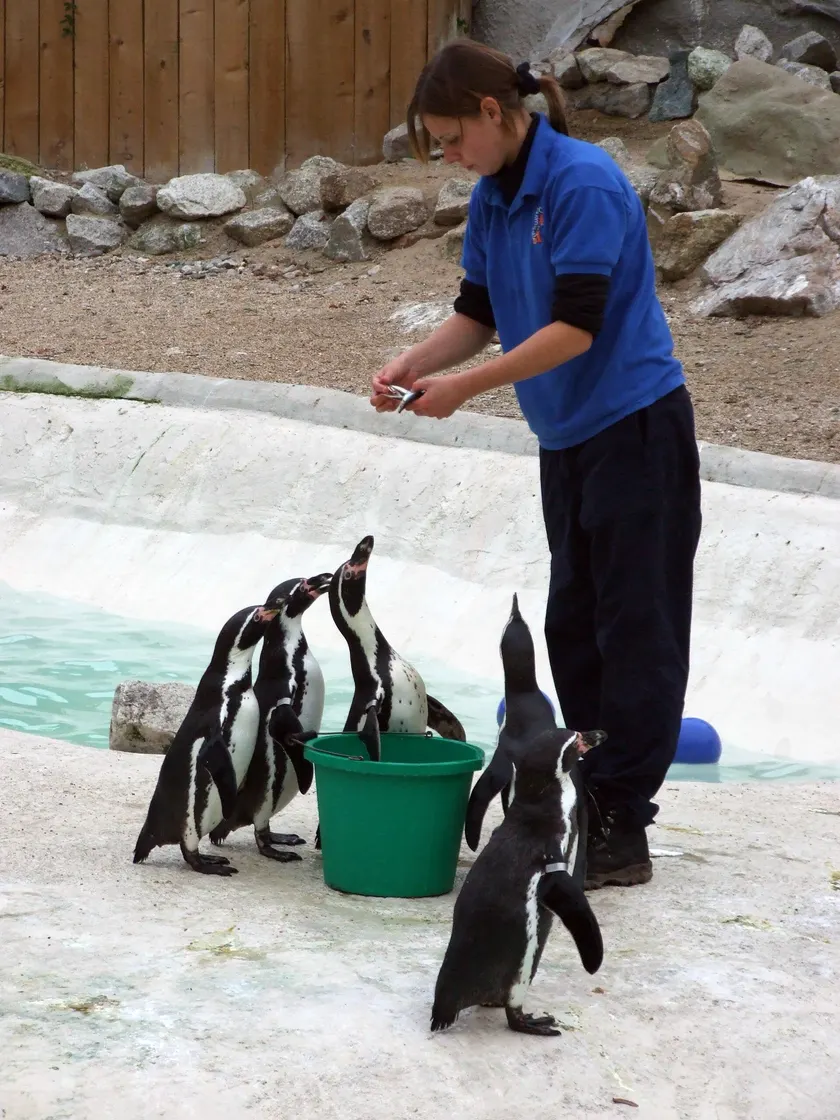 A zookeeper in a blue shirt holding fish while several penguins stand around a green bucket