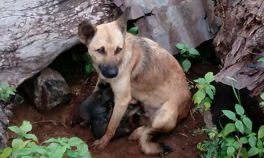 A tan mother dog nursing several dark puppies under a fallen log