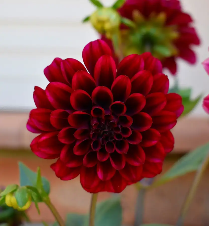 A pink and yellow garden dahlia in bloom
