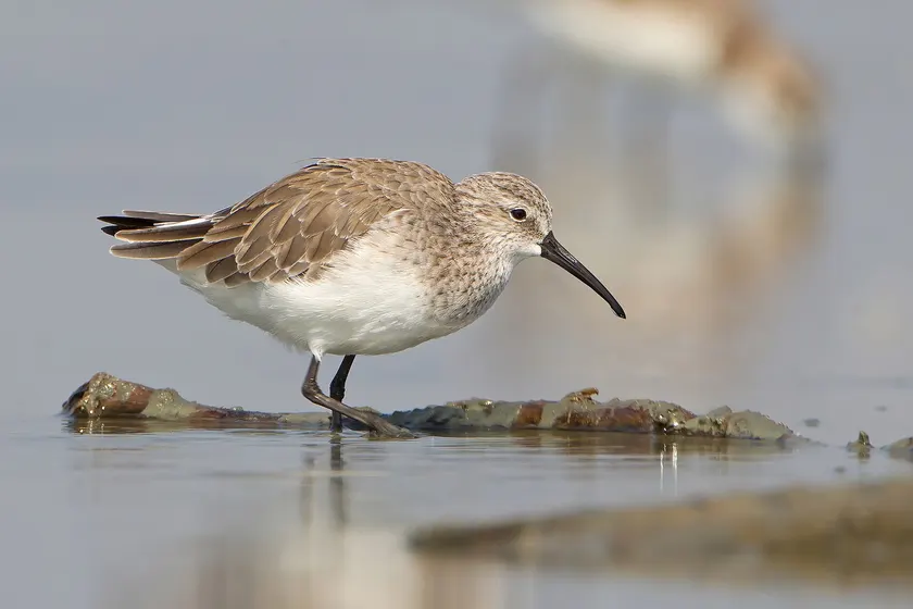 A curlew sandpiper standing in shallow water, gray-brown feathers and a long curved bill
