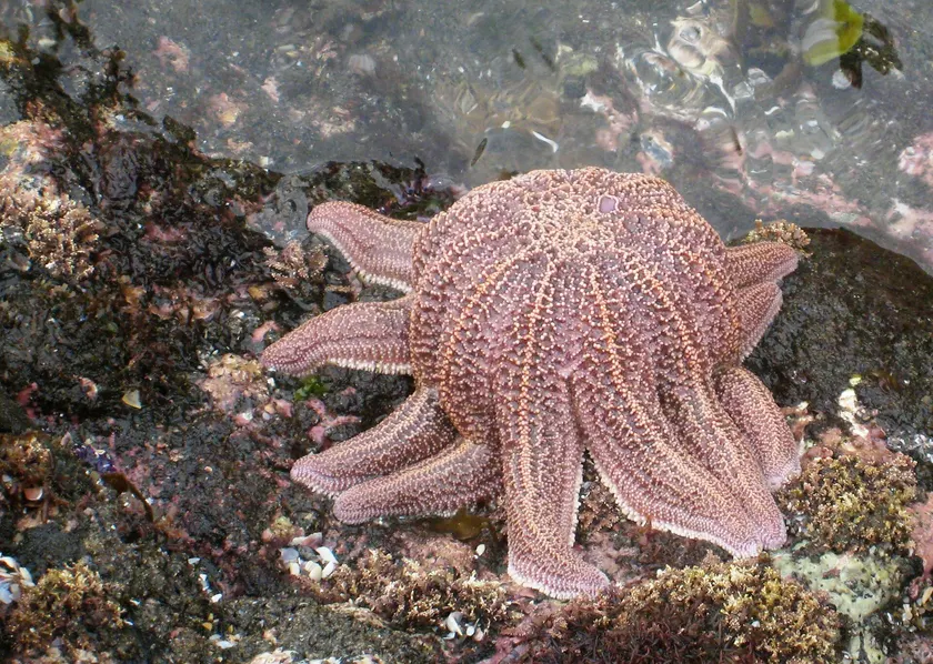 An orange reef starfish gripping a rock underwater, one arm lifted