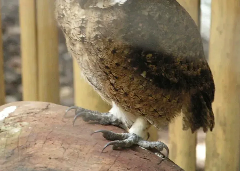 A small owl perched inside a wire enclosure