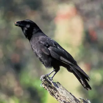 A Hawaiian crow with a dark body and a pale bill perched and looking to the side