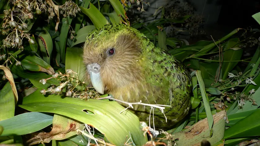 A green kākāpō standing on the forest floor among ferns