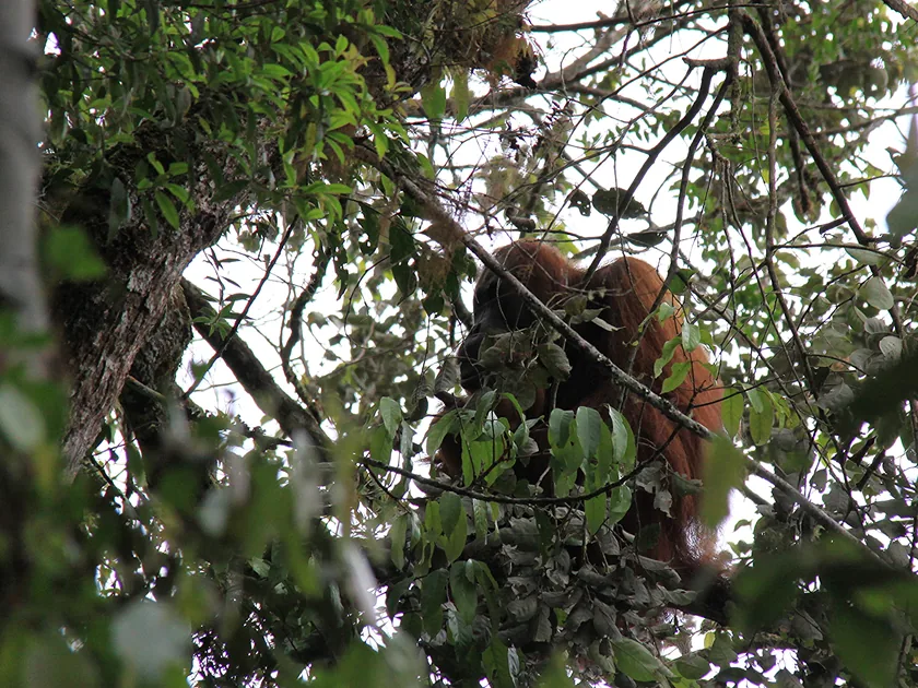 A Sumatran orangutan sitting in a tree in the forest