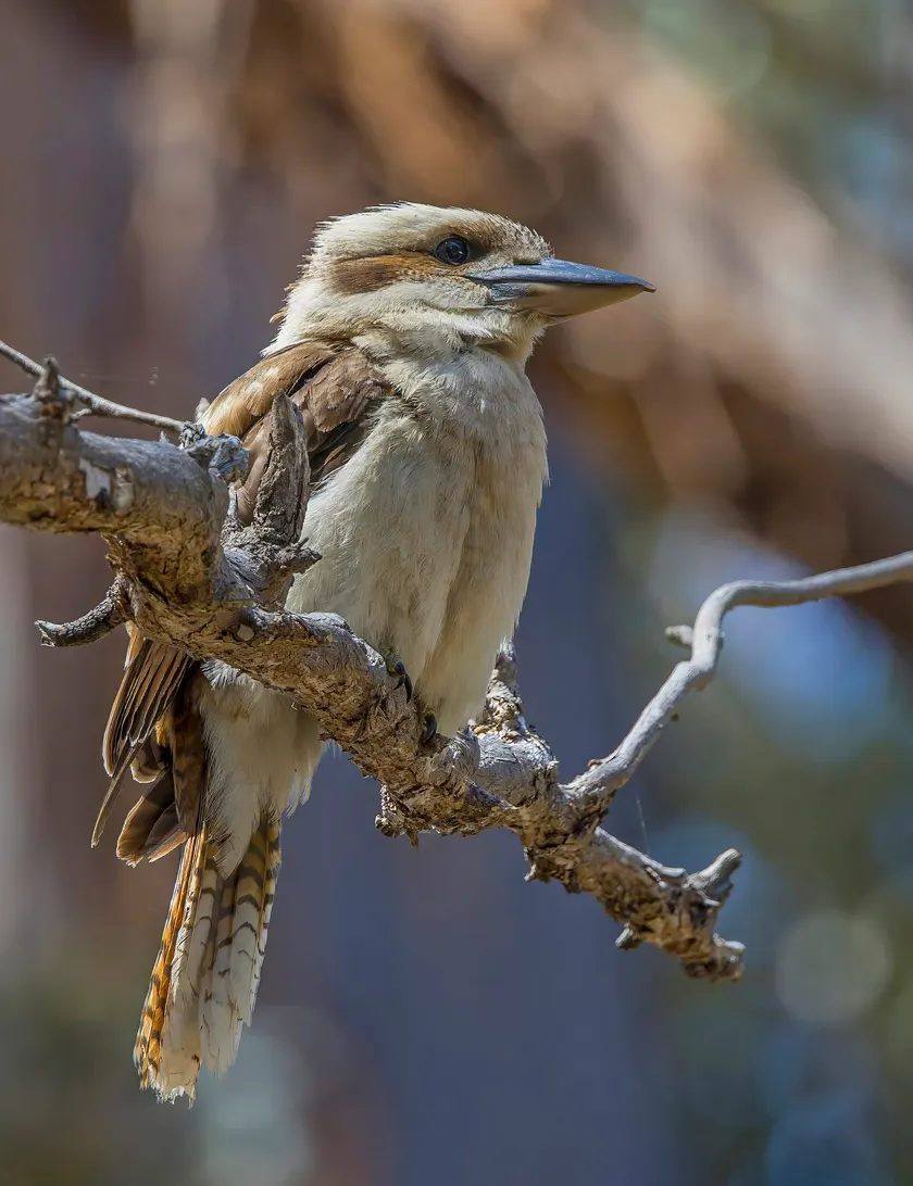 A laughing kookaburra perched on a branch with its beak open