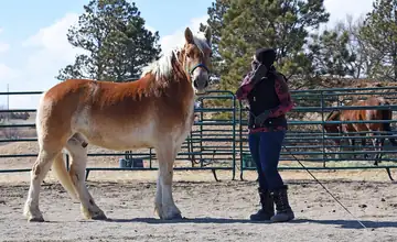 A person in a cowboy hat standing with a horse in a barn aisle