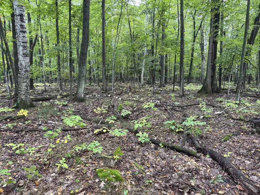 A hardwood forest floor with fallen logs and small green seedlings