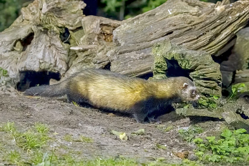 A European polecat standing in grass and looking toward the camera