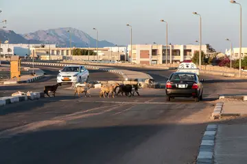 A herd of goats standing on a paved road