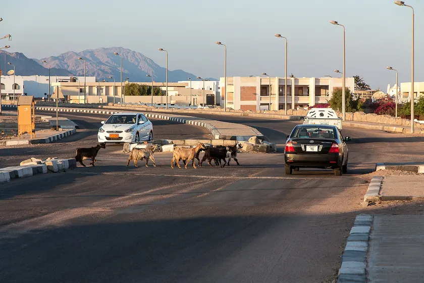 A herd of goats standing on a paved road