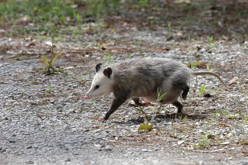 A Virginia opossum standing on a wooden deck at night