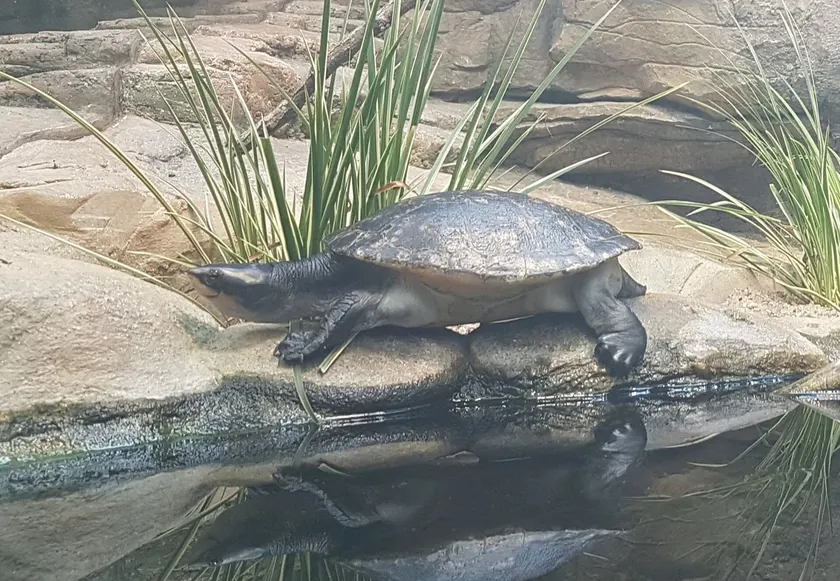 A Murray River turtle resting on a log above the water