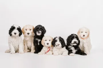Seven fluffy black, white, and cream puppies sitting in a row against a white background