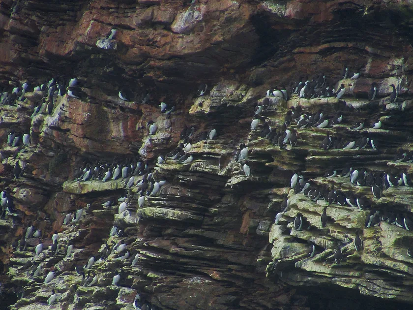 Guillemots crowded on a grassy cliff edge above the sea